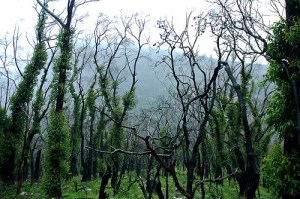 Image care of Walmink on Flickr. 